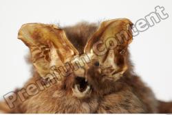 European Bat - Barbastella barbastellus